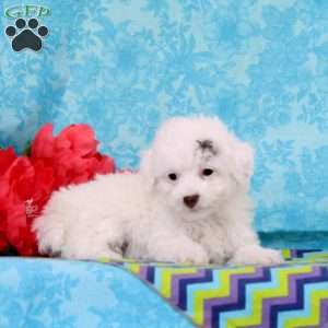 Reeses, Toy Poodle Puppy